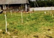 Земельный участок с жилым домом в Малоритском районе -260348, мини фото 1