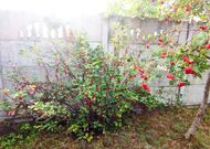 Жилой дом в Жабинковском р-не - 250260, мини фото 16